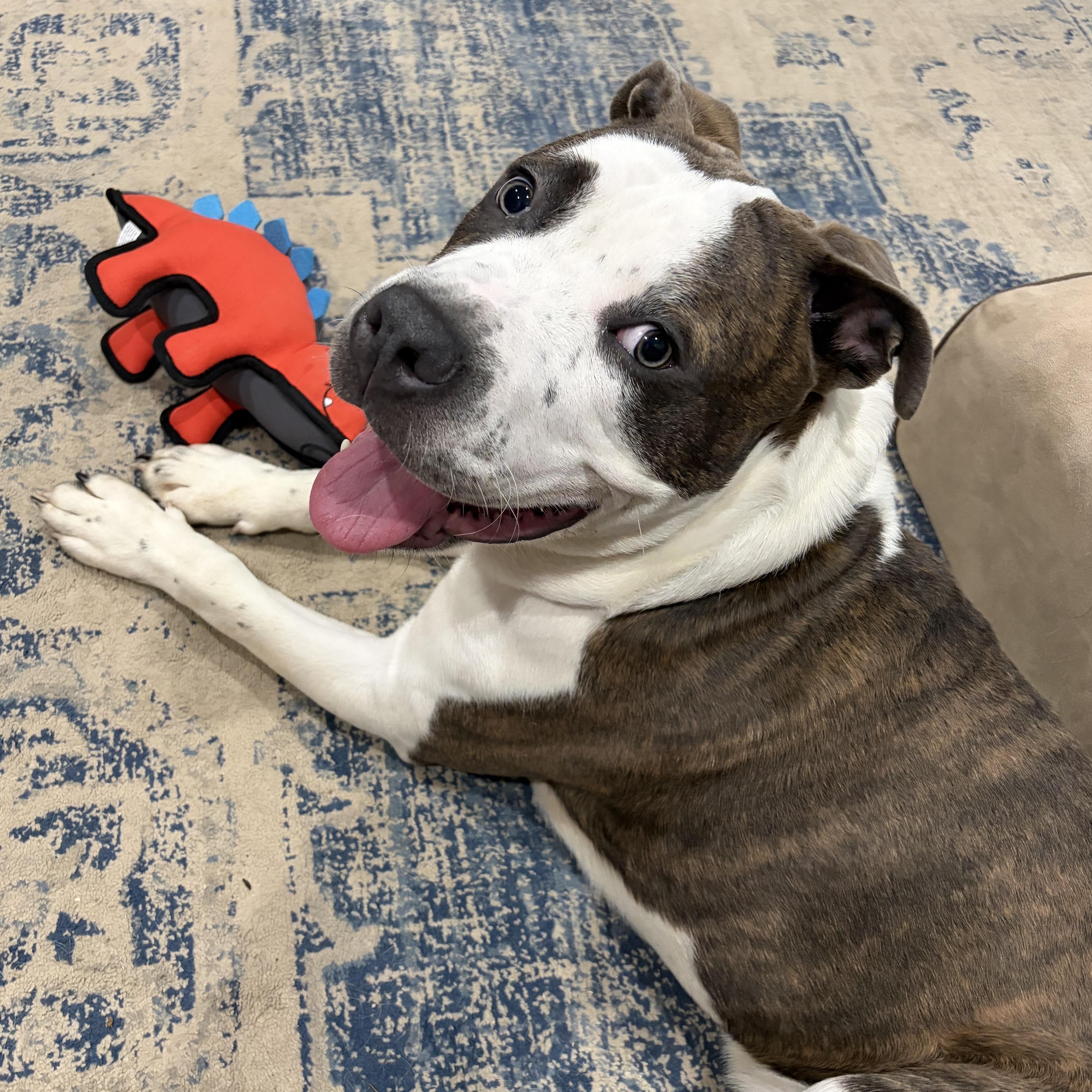 Blaze, an adoptable mixed breed in CHURCHVILLE, NY image 2/6