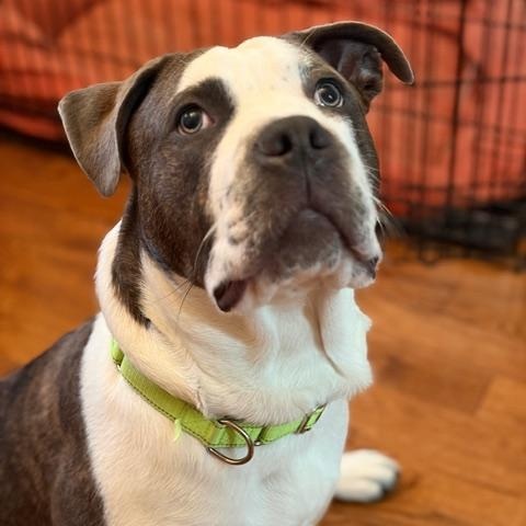 Blaze, an adoptable mixed breed in CHURCHVILLE, NY image 6/6
