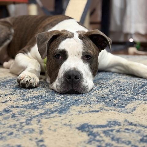 Blaze, an adoptable mixed breed in CHURCHVILLE, NY image 5/6