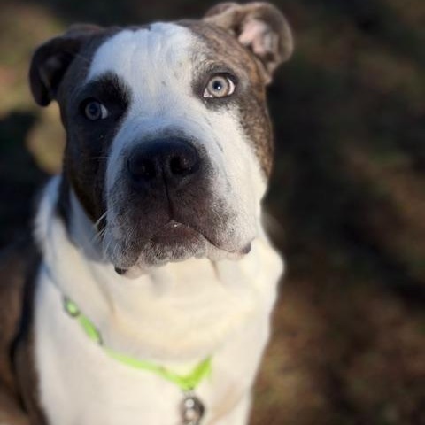 Blaze, adoptable, Puppy Male American Staffordshire Terrier & Boxer.