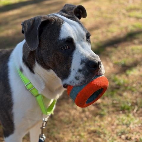 Blaze, an adoptable mixed breed in CHURCHVILLE, NY image 3/6