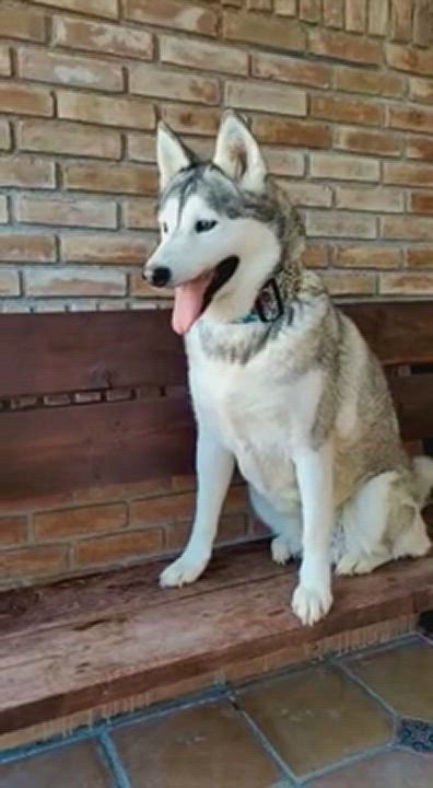 Victoria, an adoptable Siberian Husky Mix in Worcester, MA_image-1