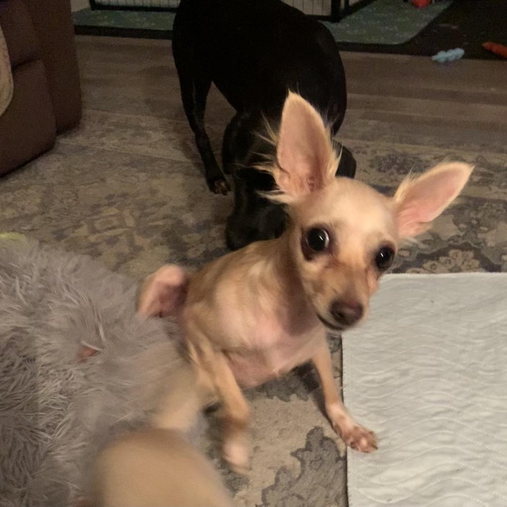 Bubbles, a Adoptable Chihuahua in Joliet, IL image 1/6