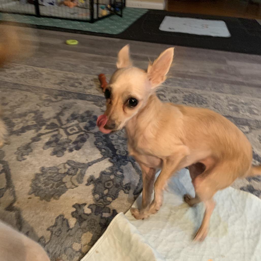 Bubbles, a Adoptable Chihuahua in Joliet, IL image 2/6
