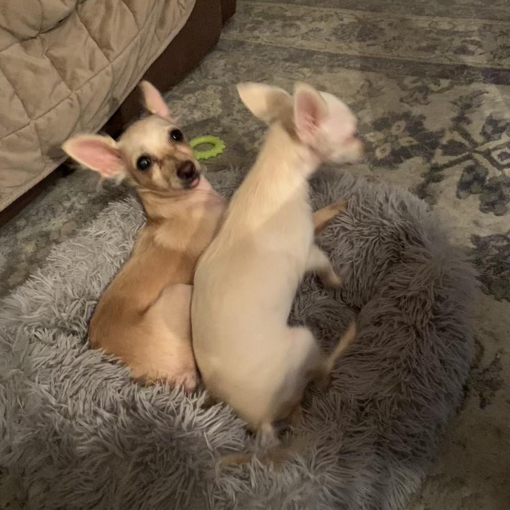 Bubbles, a Adoptable Chihuahua in Joliet, IL image 3/6