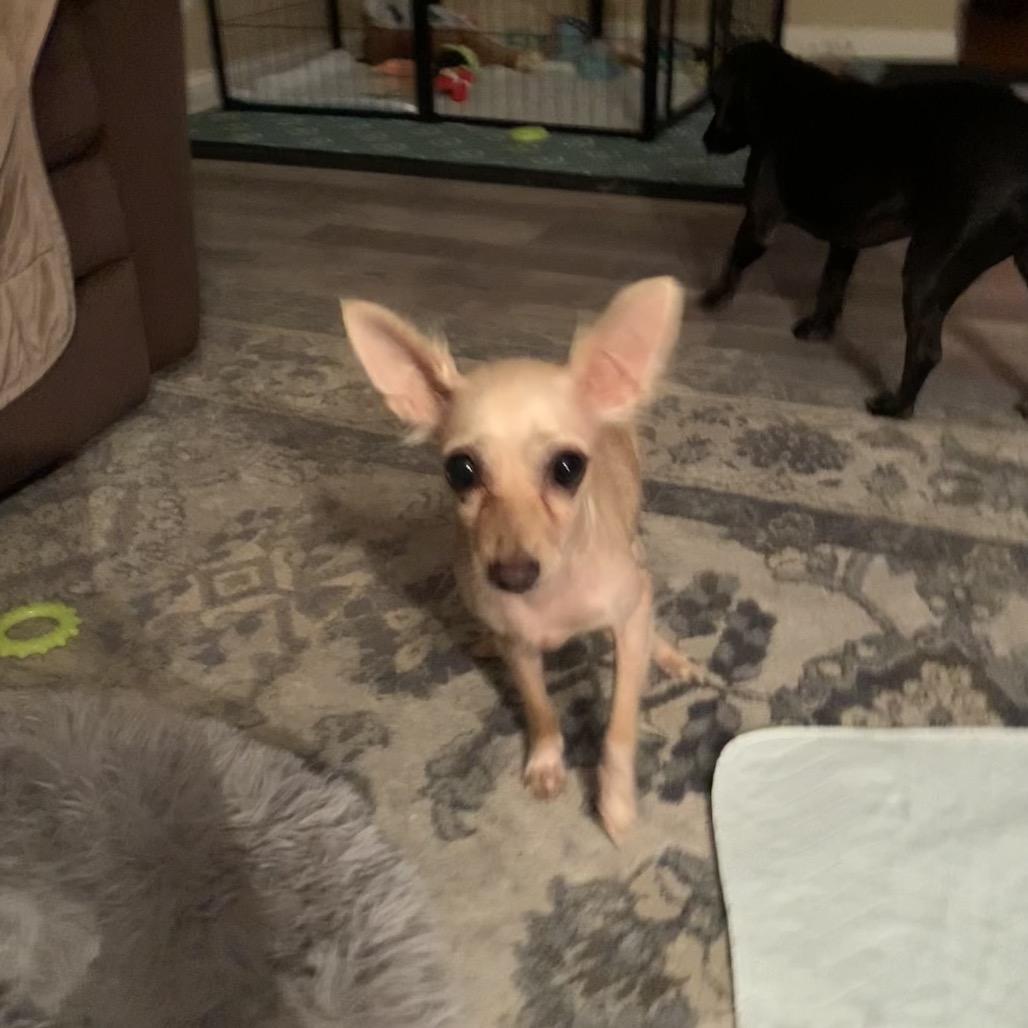 Bubbles, a Adoptable Chihuahua in Joliet, IL image 4/6