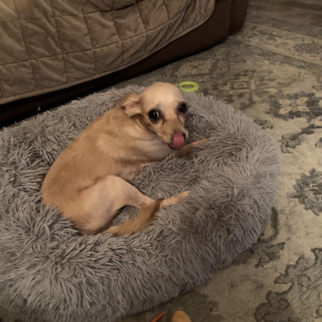 Bubbles, a Adoptable Chihuahua in Joliet, IL image 5/6