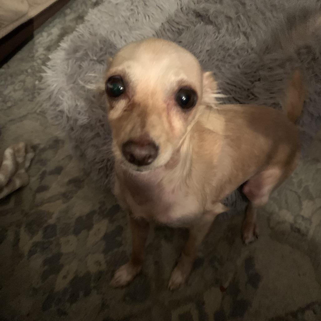 Bubbles, a Adoptable Chihuahua in Joliet, IL image 6/6