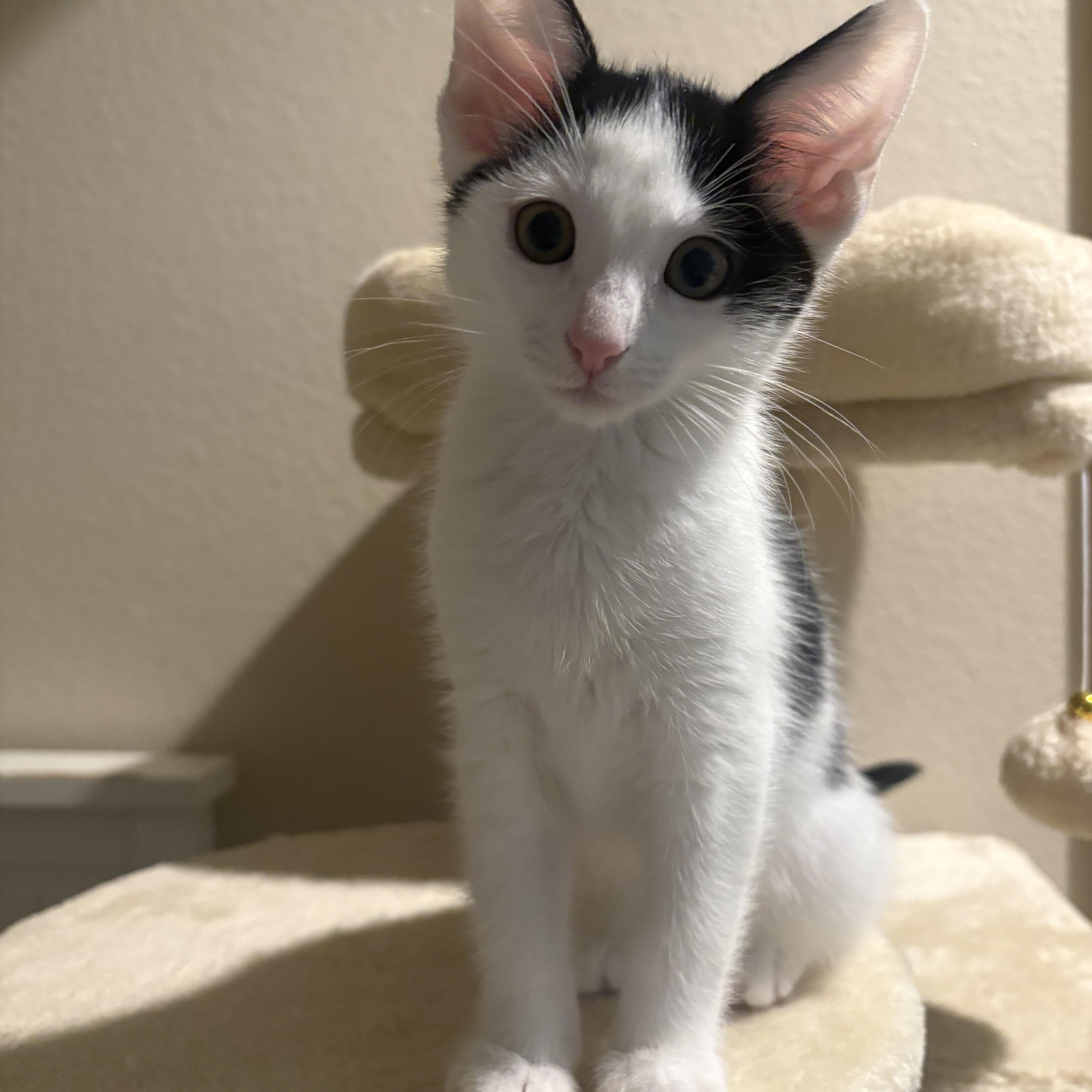 Wasabi, adopted, Kitten Female Domestic Short Hair.