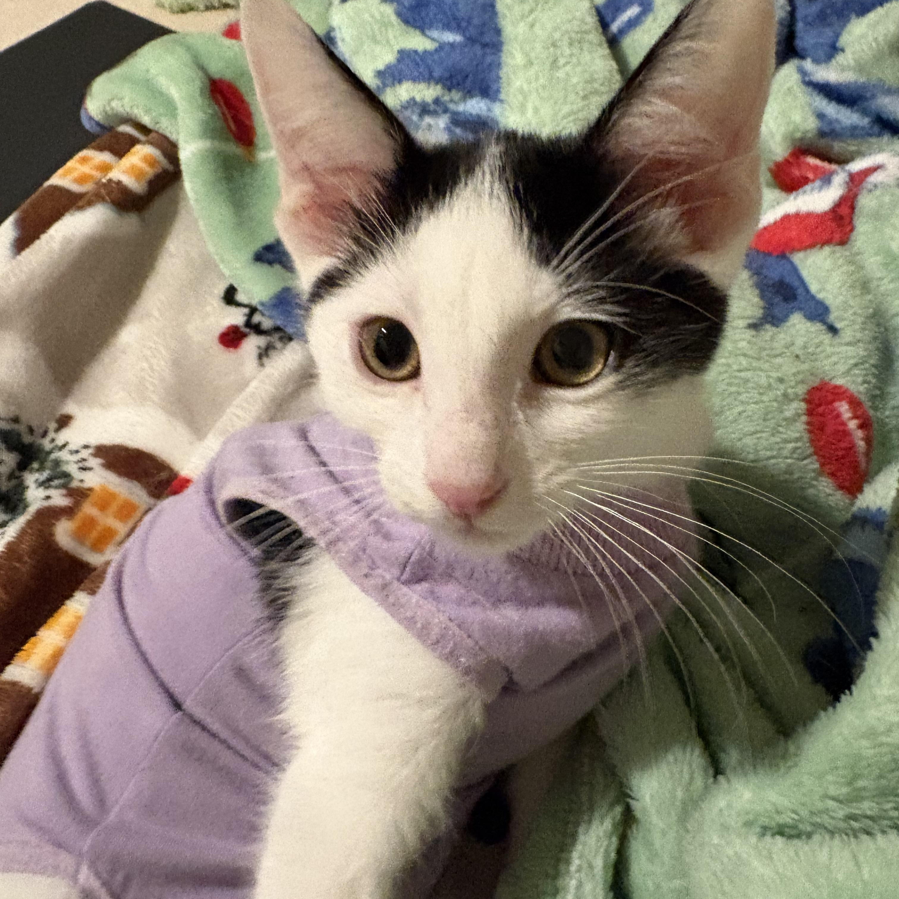 Wasabi, an adopted mixed breed in Woodinville, WA image 2/5