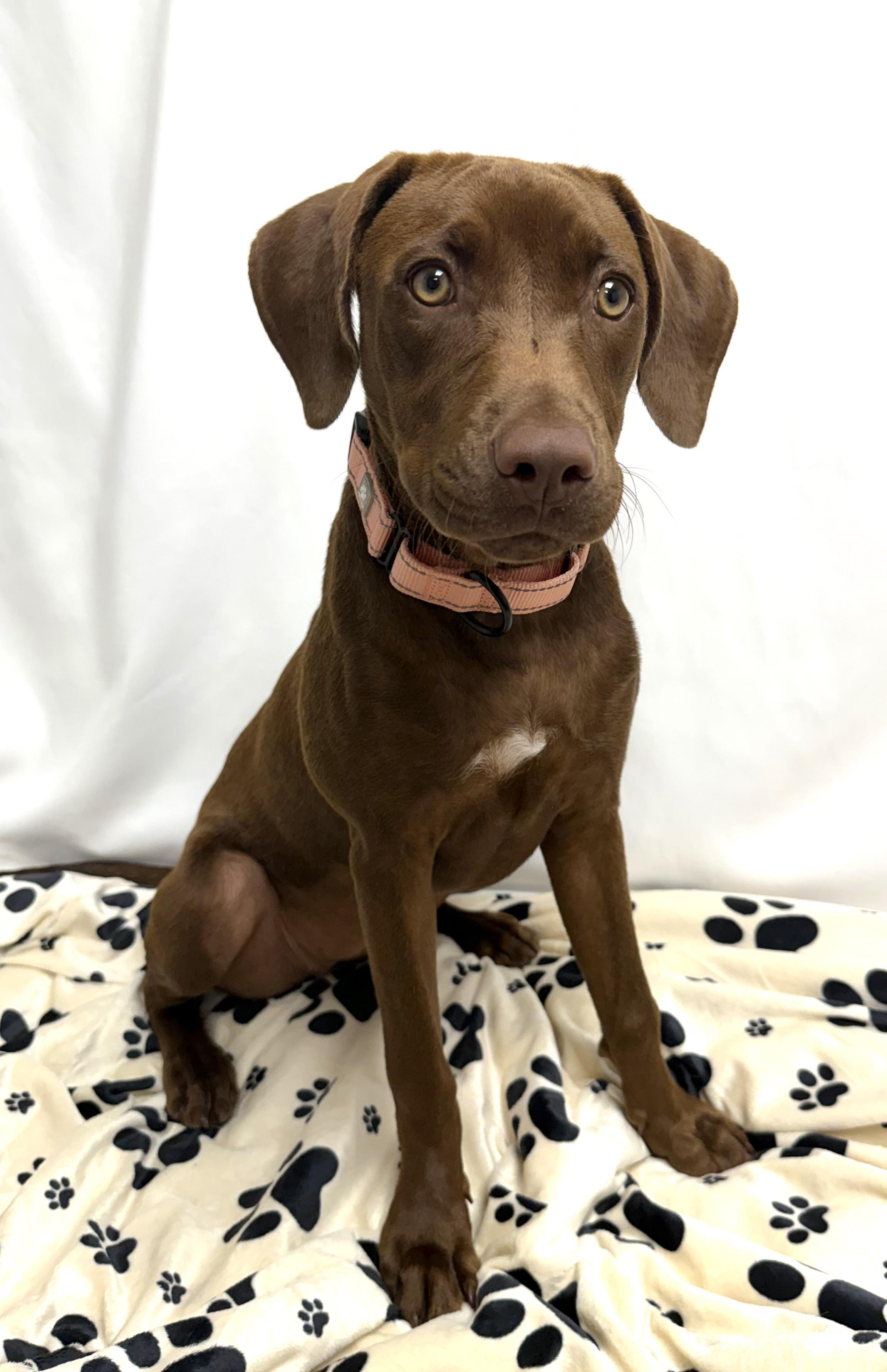 Lisa the Lab/Weim Puppy, Adoptable, Puppy Female Chocolate Labrador Retriever & Weimaraner.
