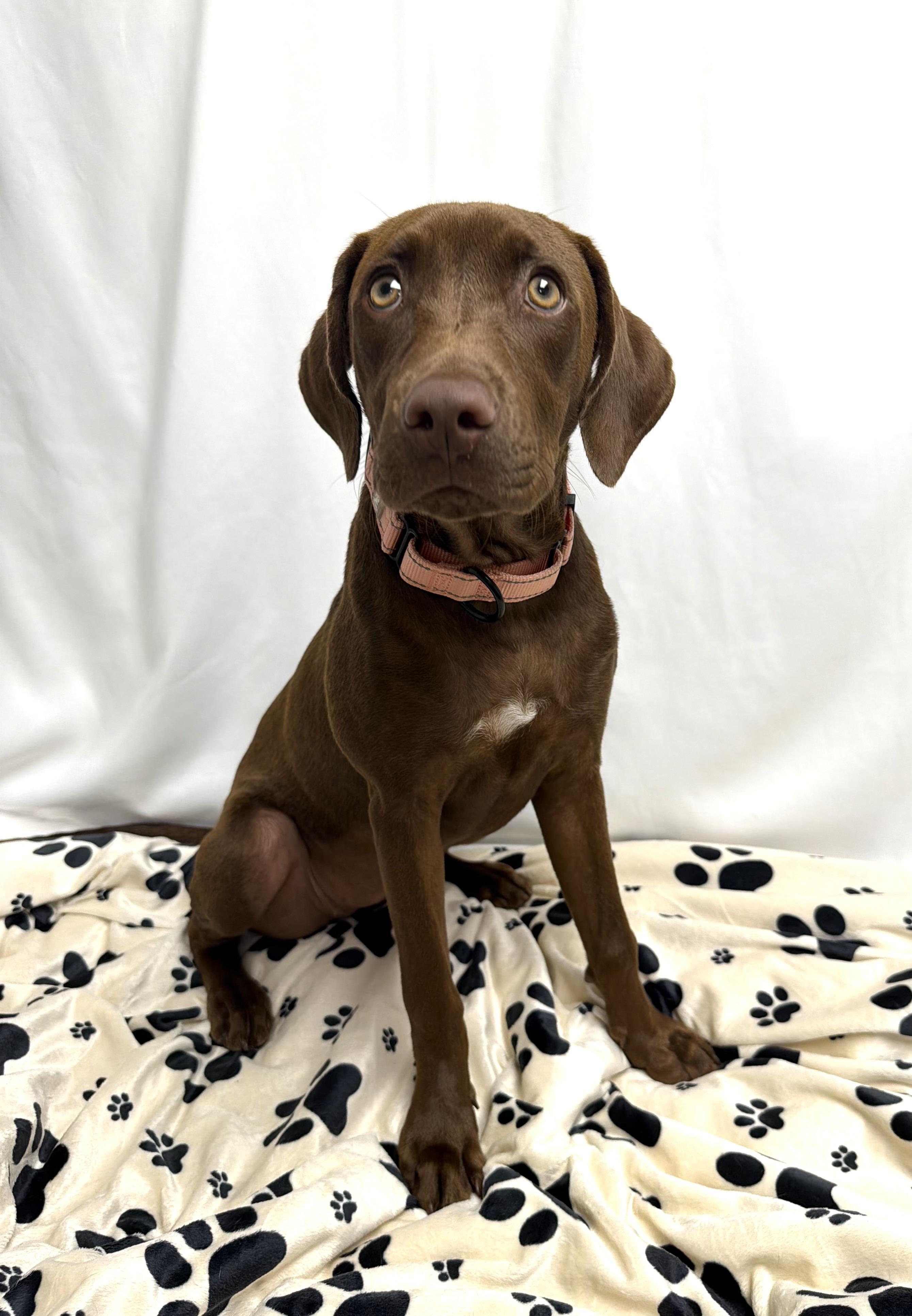 Lisa the Lab/Weim Puppy, a Adoptable mixed breed in Muskego, WI image 6/6