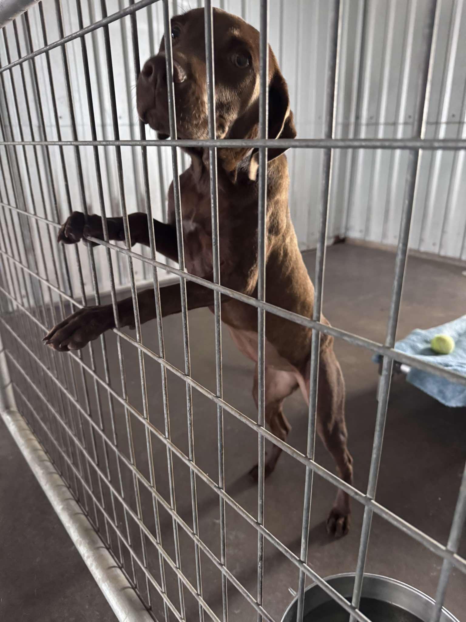 Lisa the Lab/Weim Puppy, a Adoptable mixed breed in Muskego, WI image 5/6