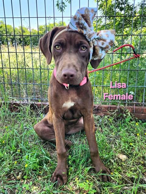 Lisa the Lab/Weim Puppy, a Adoptable mixed breed in Muskego, WI image 3/6