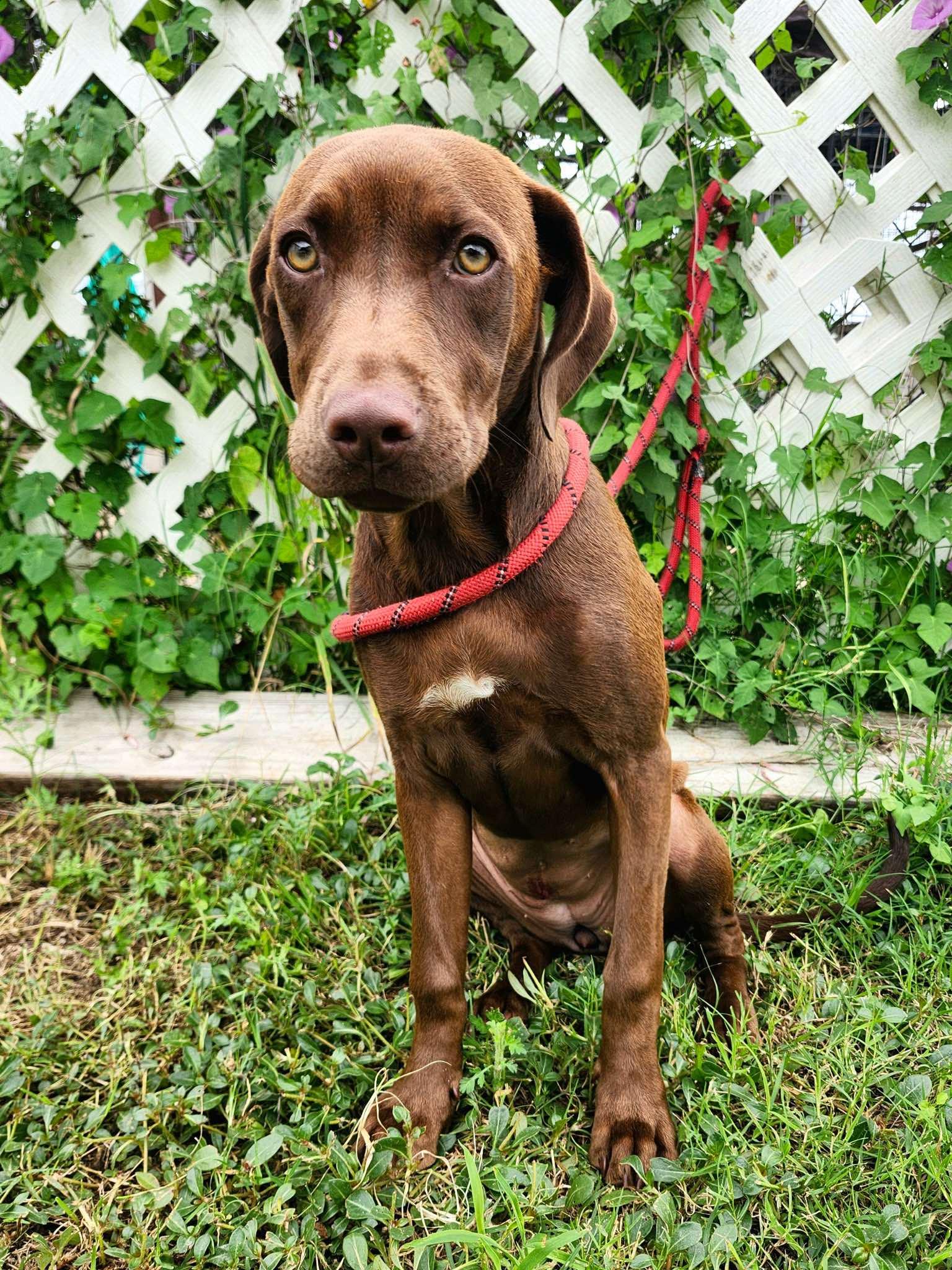 Lisa the Lab/Weim Puppy, a Adoptable mixed breed in Muskego, WI image 2/6