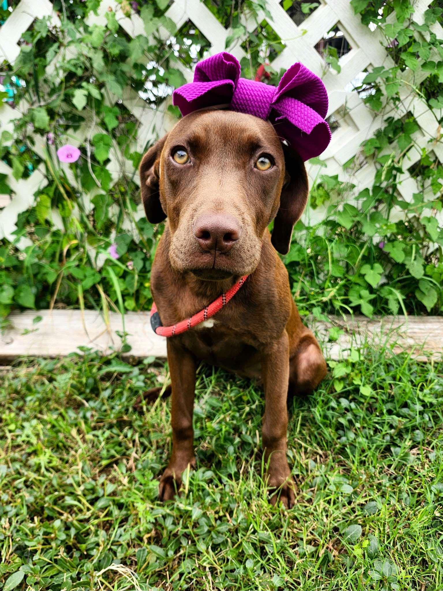 Lisa the Lab/Weim Puppy, a Adoptable mixed breed in Muskego, WI image 4/6