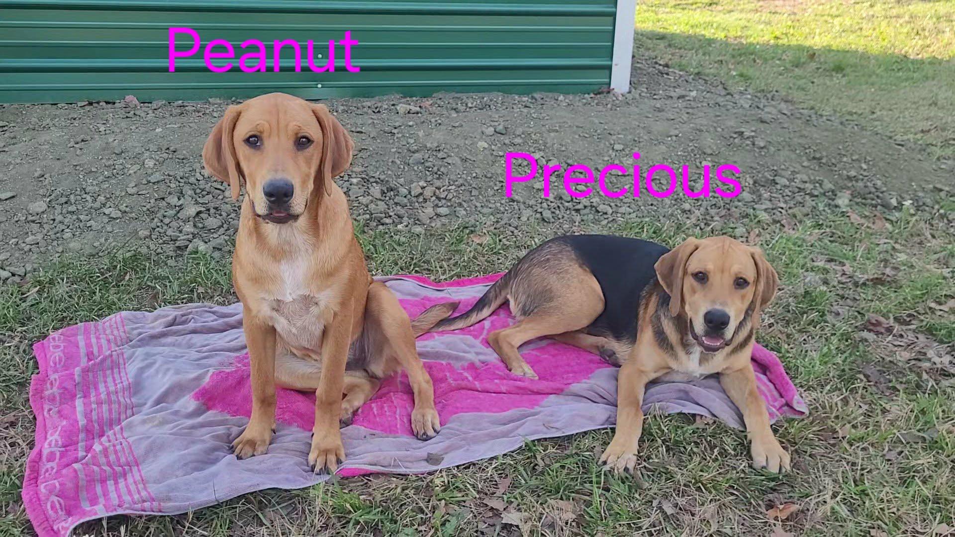 Peanut, a ADOPTABLE mixed breed in Blairstown, NJ image 5/6