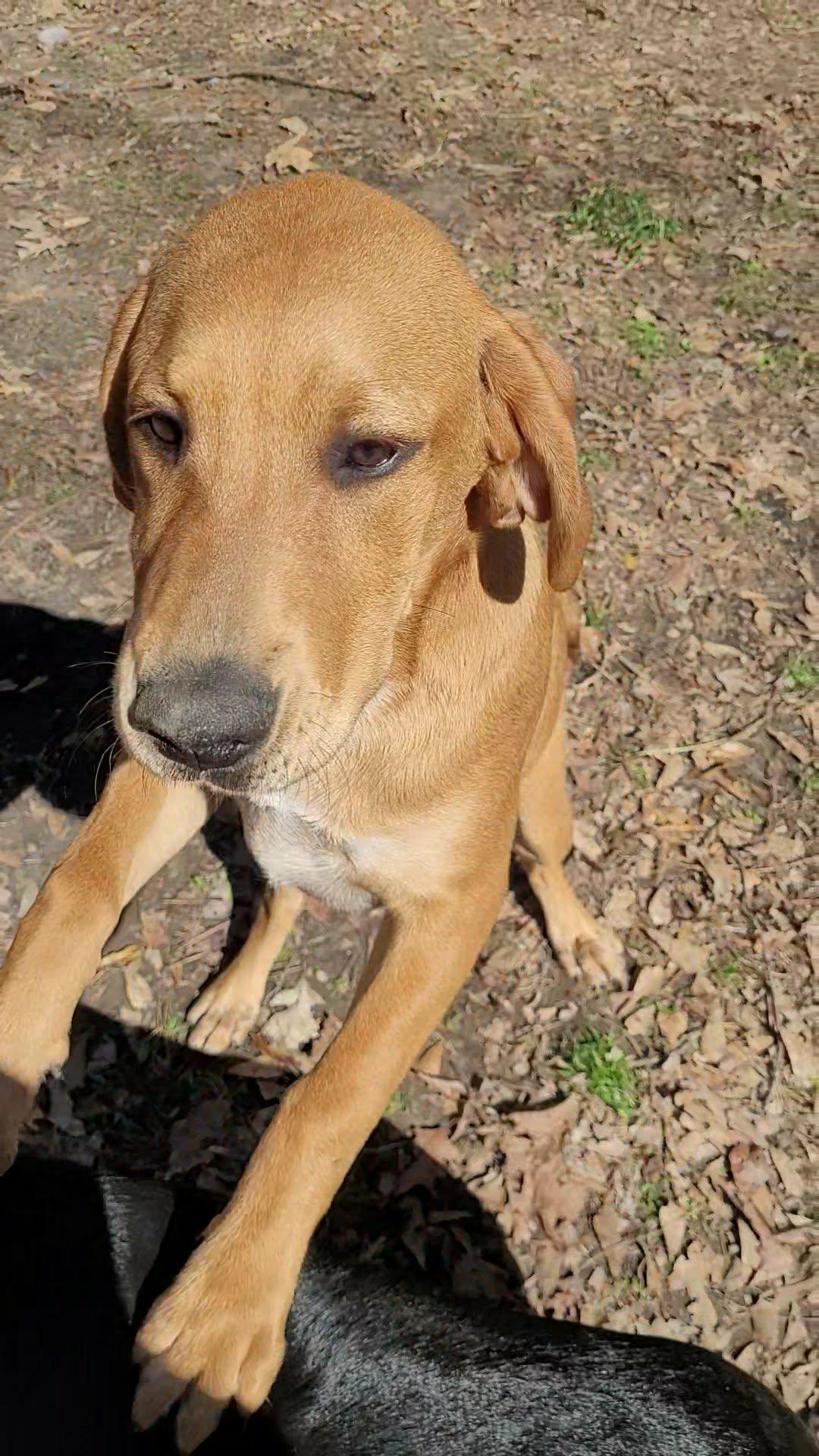 Peanut, a ADOPTABLE mixed breed in Blairstown, NJ image 4/6