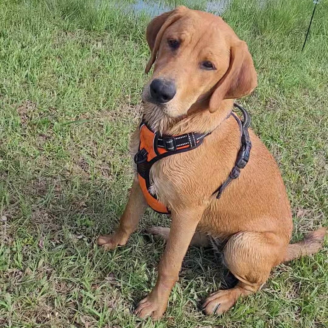 Peanut, ADOPTABLE, Puppy Female Labrador Retriever & Coonhound.