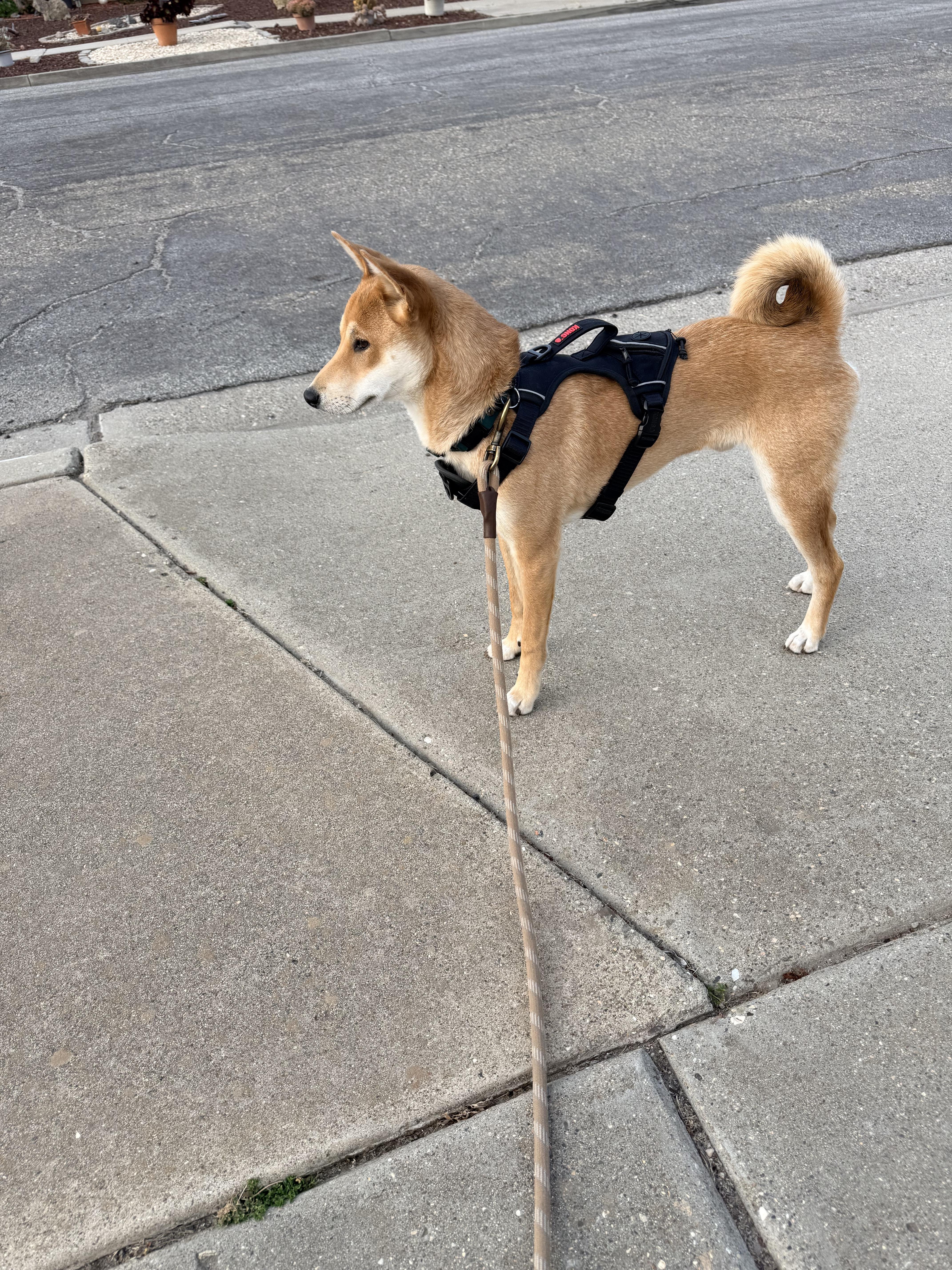 Enlarge Asher, a ADOPTABLE Shiba Inu in Santa Maria, CA image 1/4