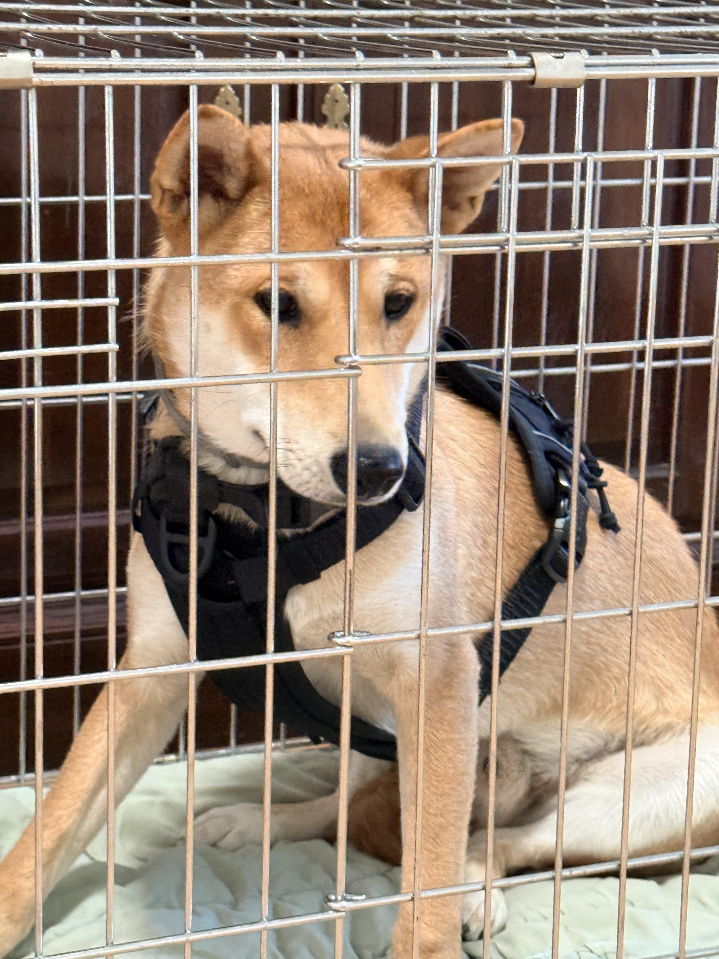 Enlarge Asher, a ADOPTABLE Shiba Inu in Santa Maria, CA image 3/4