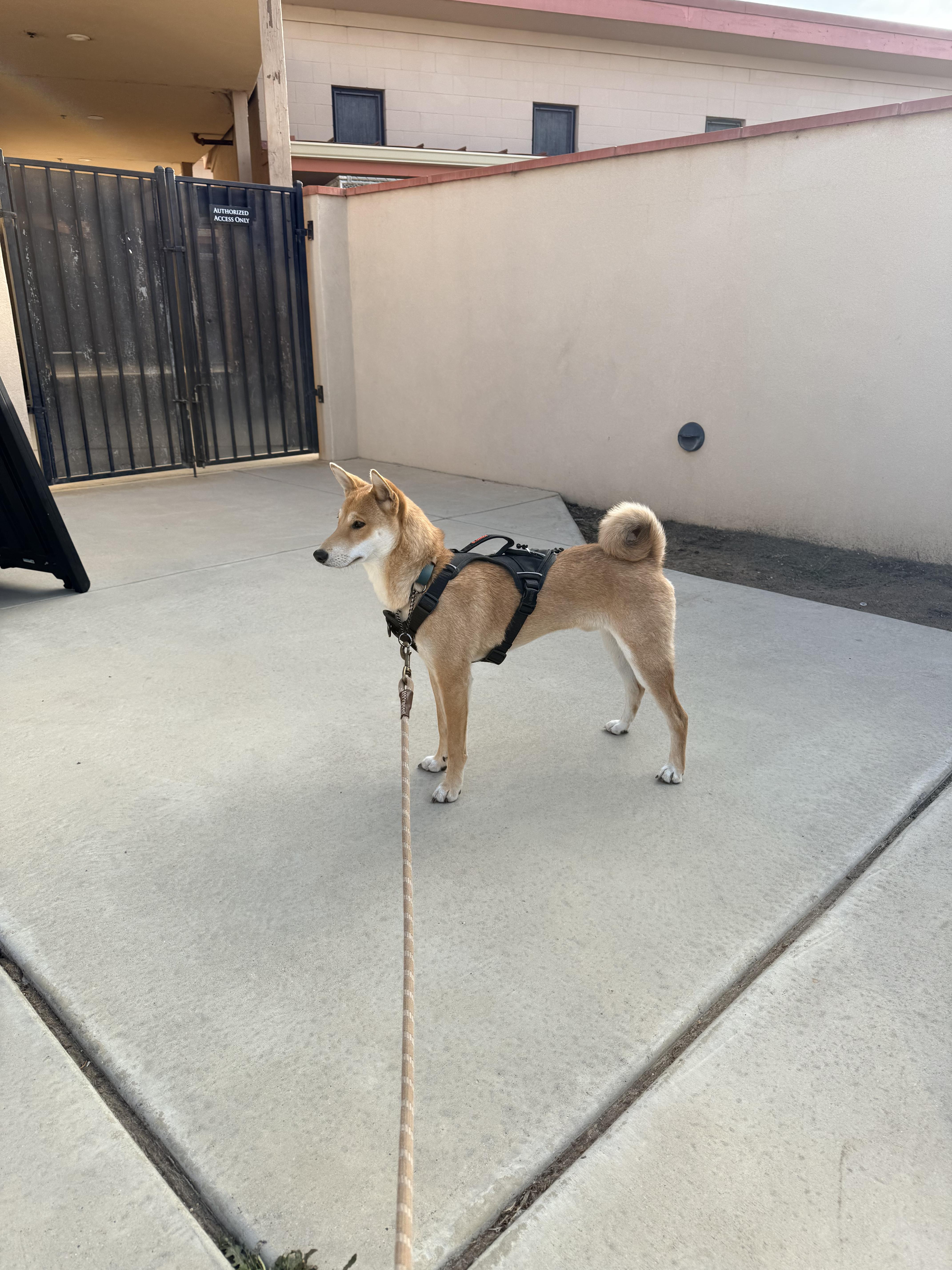 Enlarge Asher, a ADOPTABLE Shiba Inu in Santa Maria, CA image 4/4