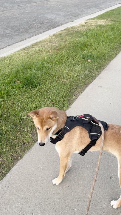 Enlarge Asher, a ADOPTABLE Shiba Inu in Santa Maria, CA video 2/4