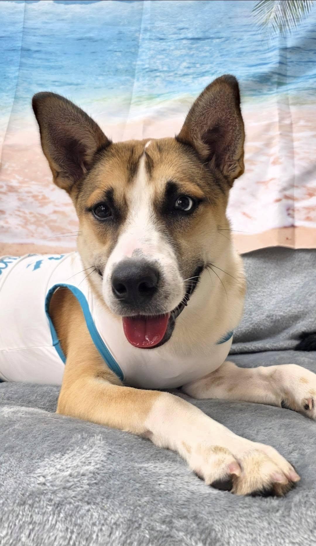 Cashew, ADOPTABLE, Young Female Husky.