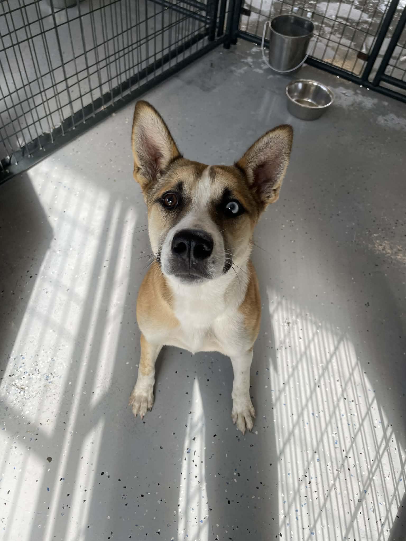 Cashew, ADOPTABLE, Young Female Husky.