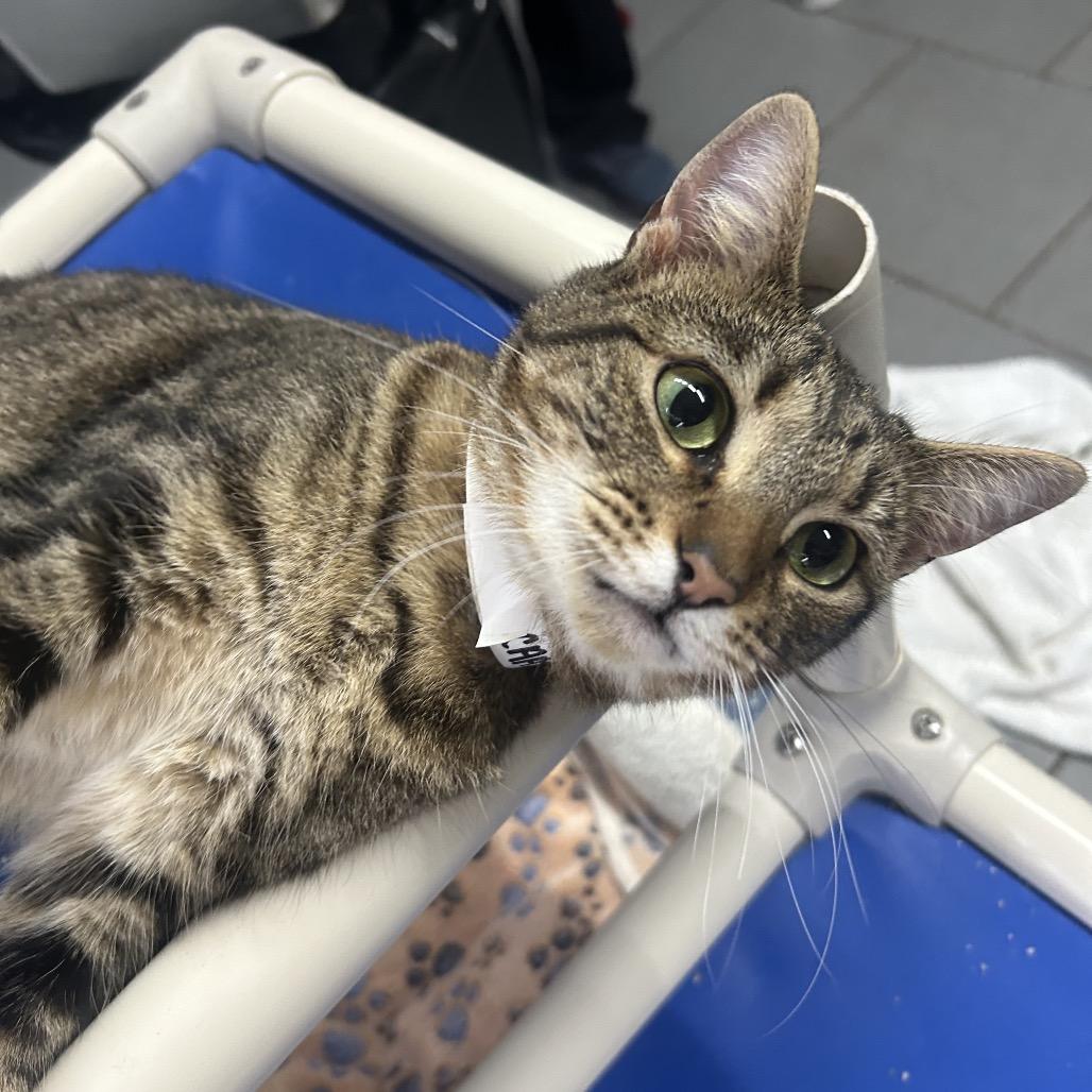 Dolliah, Adoptable, Young Female Domestic Short Hair.