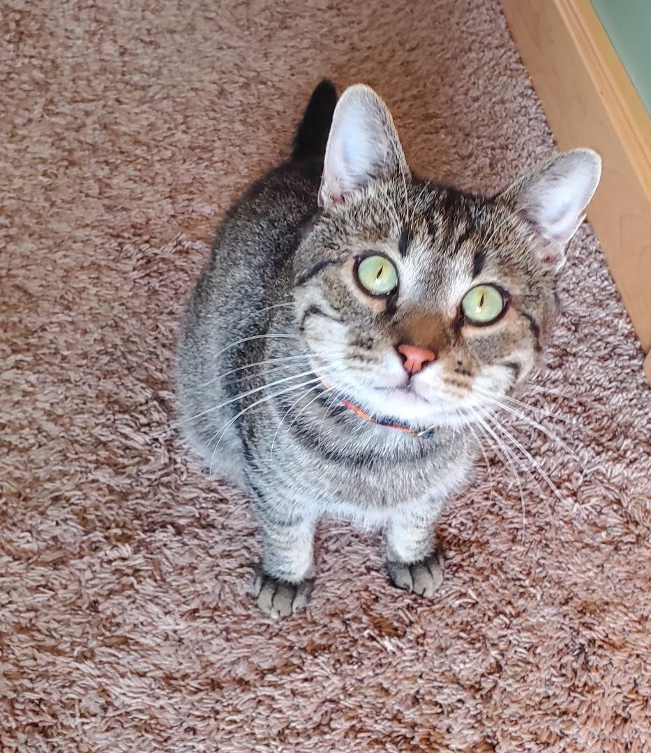 Cowboy, a Adoptable Domestic Short Hair in Victoria, MN image 1/7