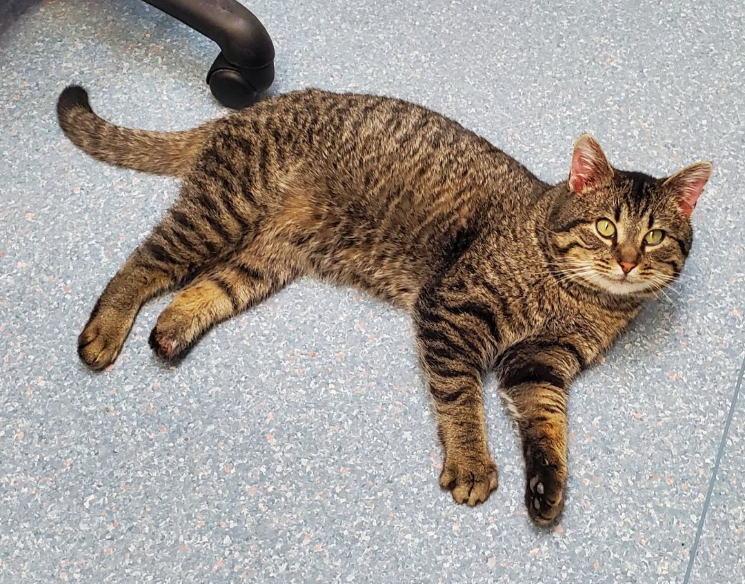 Cowboy, a Adoptable Domestic Short Hair in Victoria, MN image 2/7