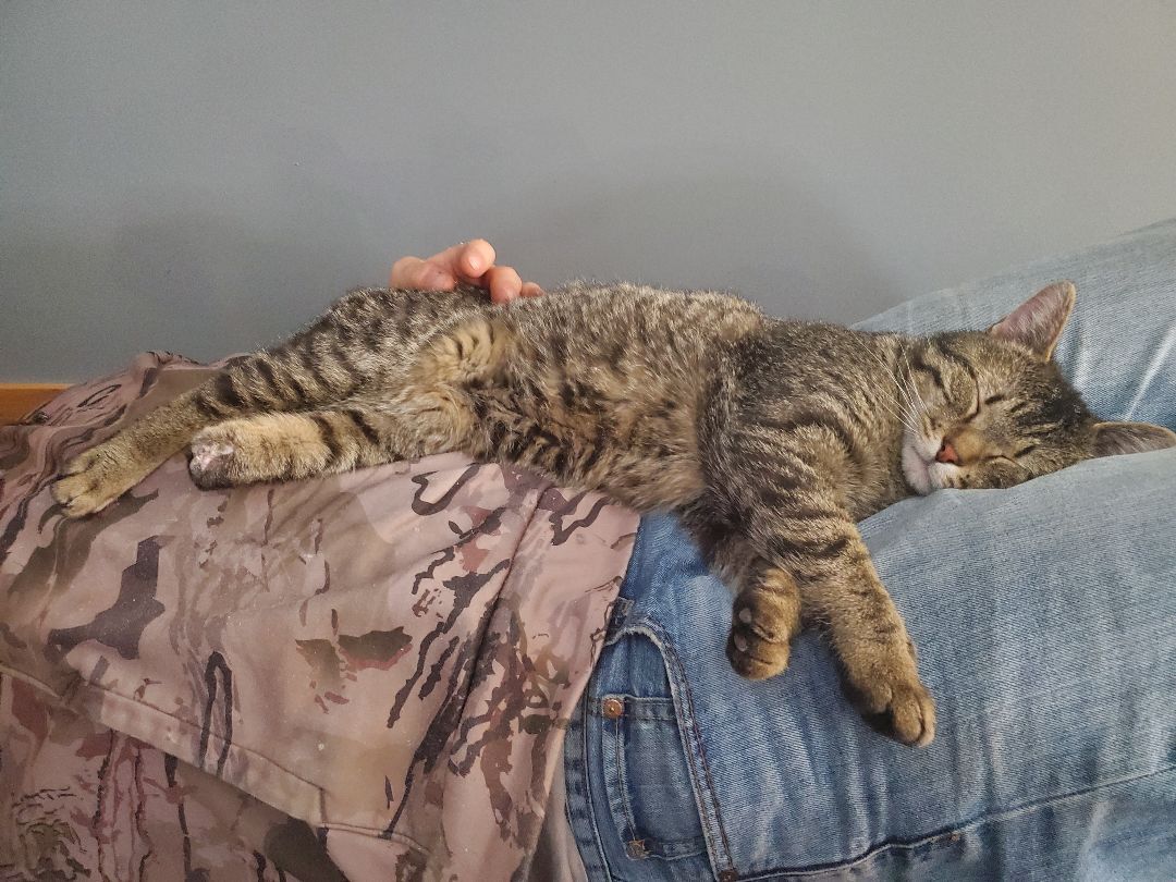 Cowboy, a Adoptable Domestic Short Hair in Victoria, MN image 3/7