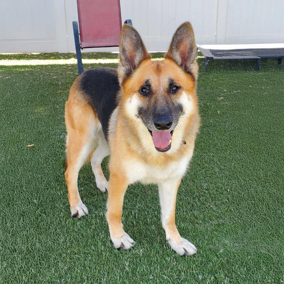 Marie, a Adoptable German Shepherd Dog in Burbank, CA image 5/5