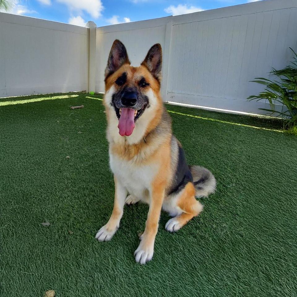 Marie, a Adoptable German Shepherd Dog in Burbank, CA image 4/5