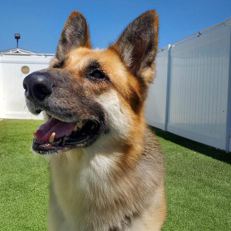 Marie, Adoptable, Adult Female German Shepherd Dog.