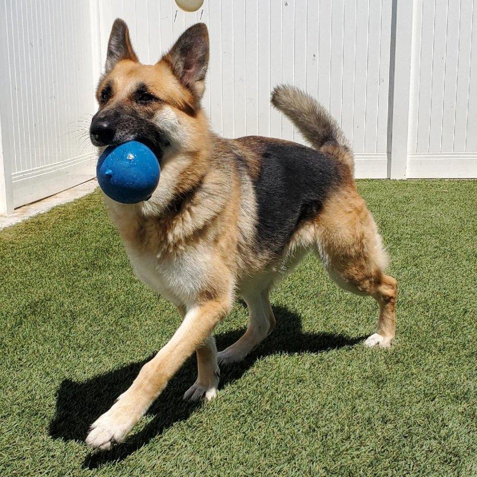 Marie, a Adoptable German Shepherd Dog in Burbank, CA image 2/5