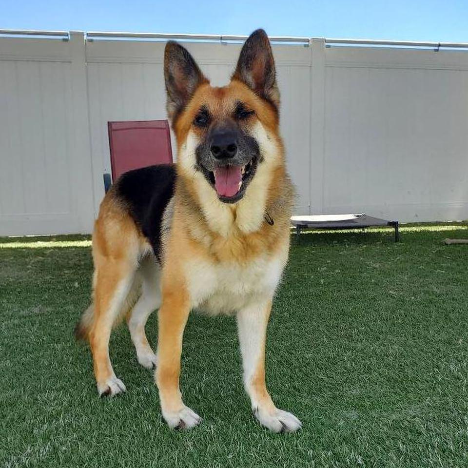 Marie, a Adoptable German Shepherd Dog in Burbank, CA image 3/5