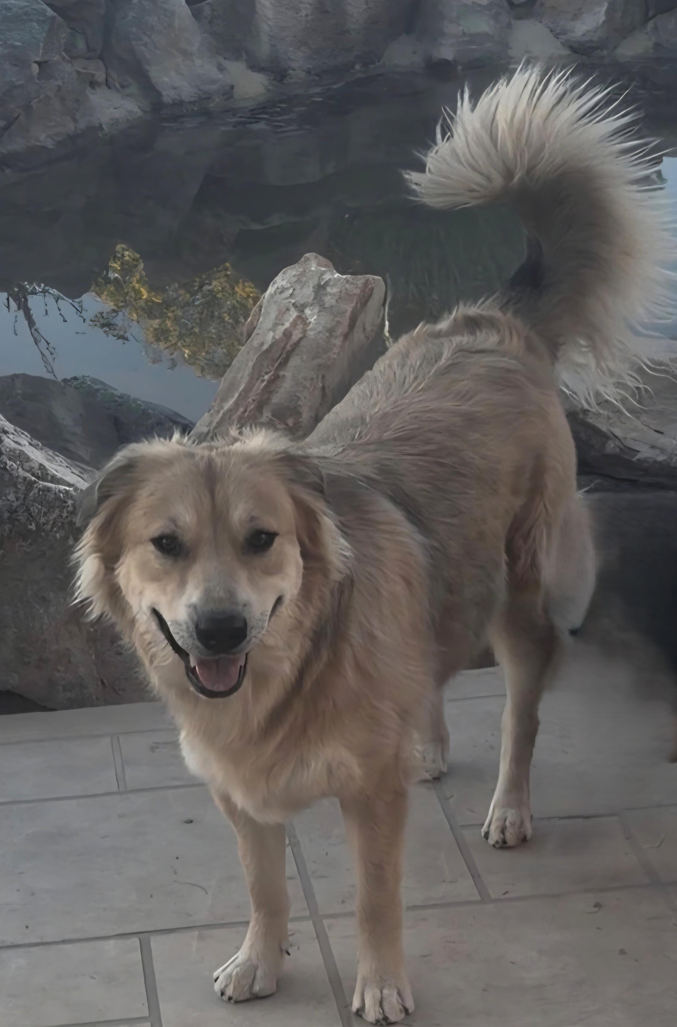 Lucy, ADOPTABLE, Young Female Australian Shepherd.