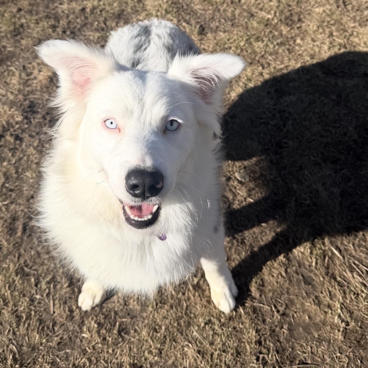 Enlarge Aspen , a ADOPTABLE Australian Shepherd in Louisburg, KS image 1/6