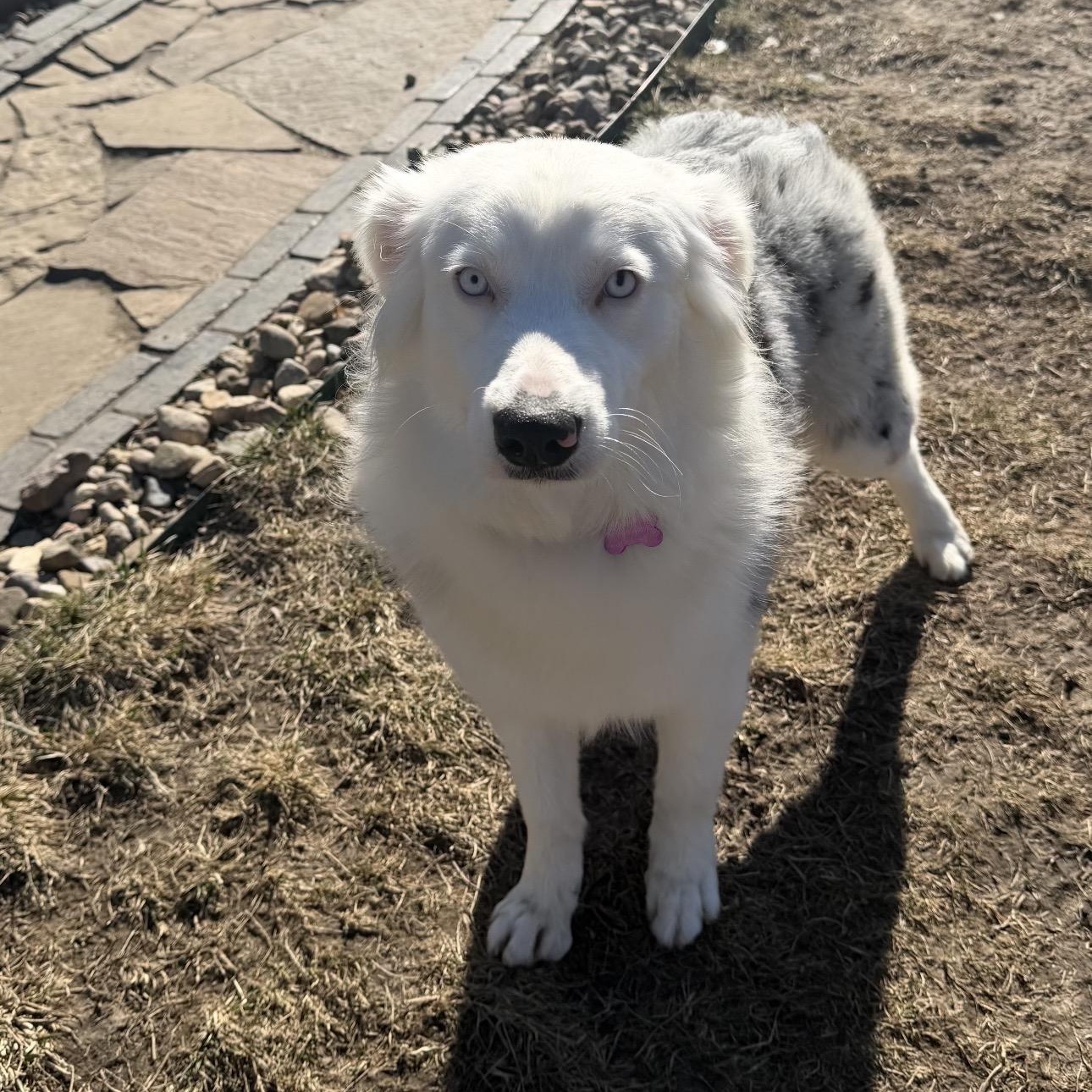 Enlarge Aspen , a ADOPTABLE Australian Shepherd in Louisburg, KS image 2/6
