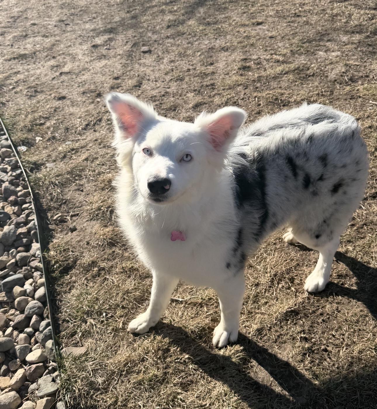 Enlarge Aspen , a ADOPTABLE Australian Shepherd in Louisburg, KS image 3/6