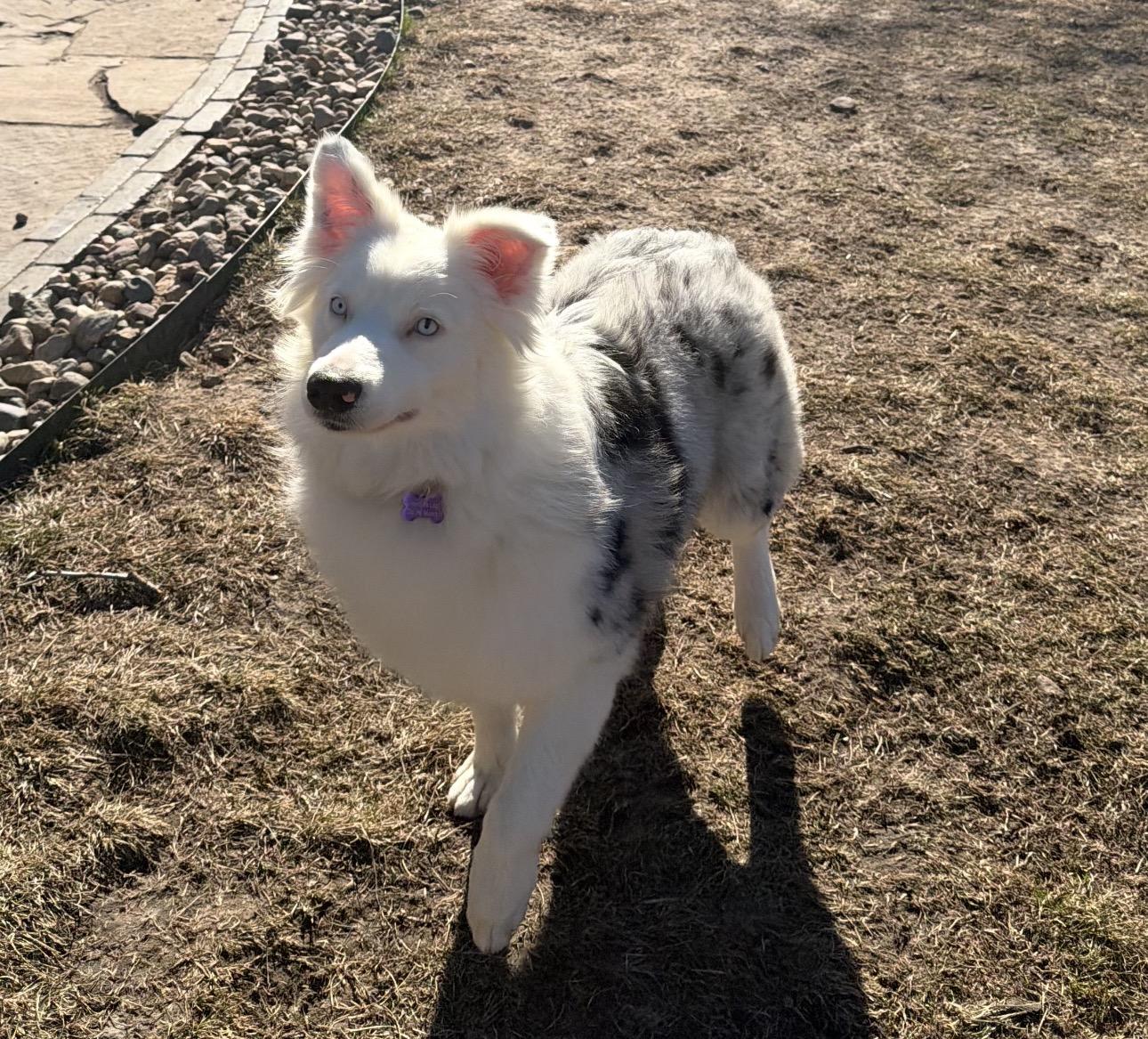 Enlarge Aspen , a ADOPTABLE Australian Shepherd in Louisburg, KS image 5/6