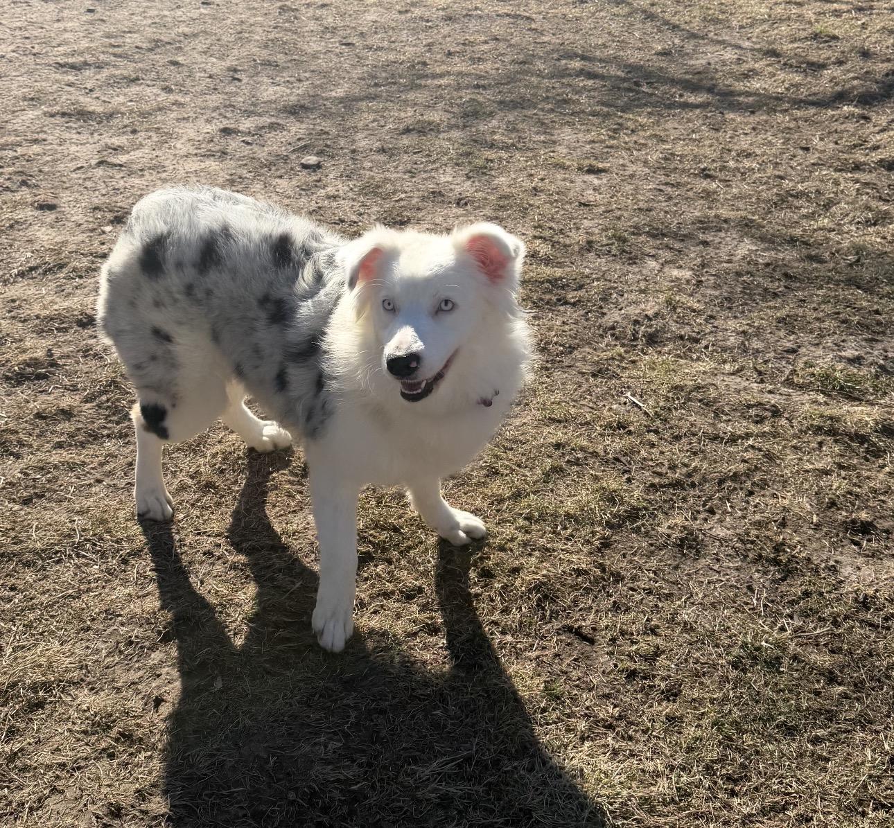 Enlarge Aspen , a ADOPTABLE Australian Shepherd in Louisburg, KS image 4/6