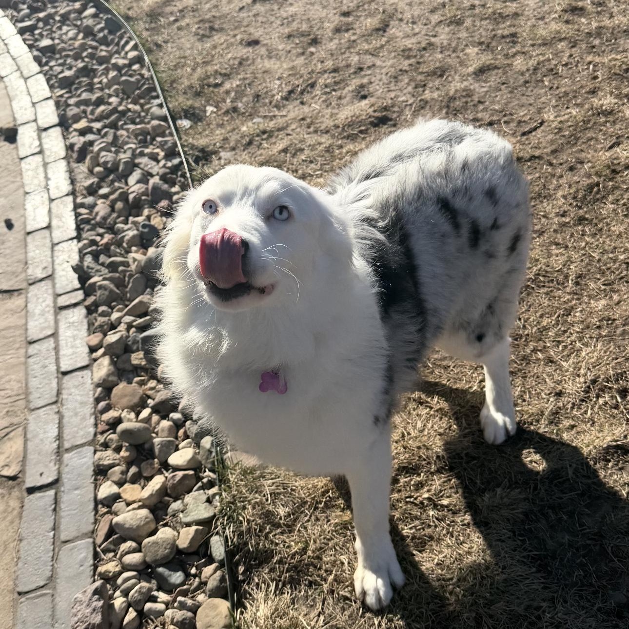 Enlarge Aspen , a ADOPTABLE Australian Shepherd in Louisburg, KS image 6/6