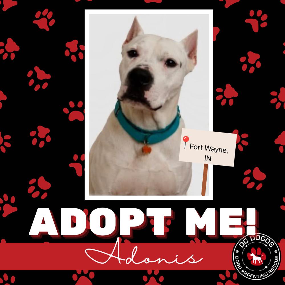 Adonis, ADOPTABLE, Adult Male Dogo Argentino.