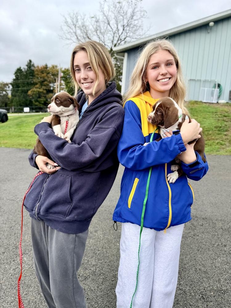 Doc, Adoptable, Puppy Male English Springer Spaniel.