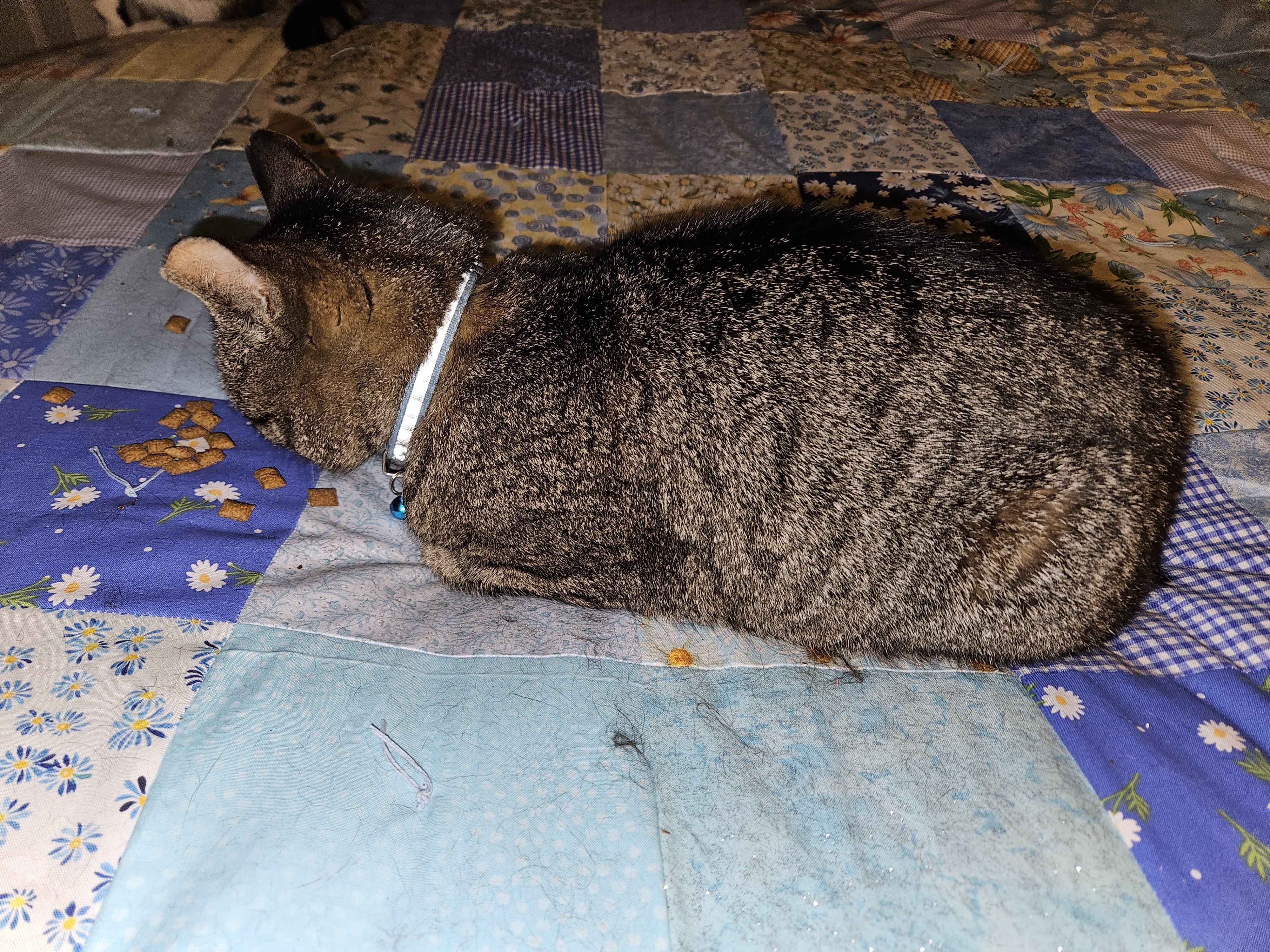 Robin, a Adoptable Domestic Short Hair in Mansfield, PA image 1/2