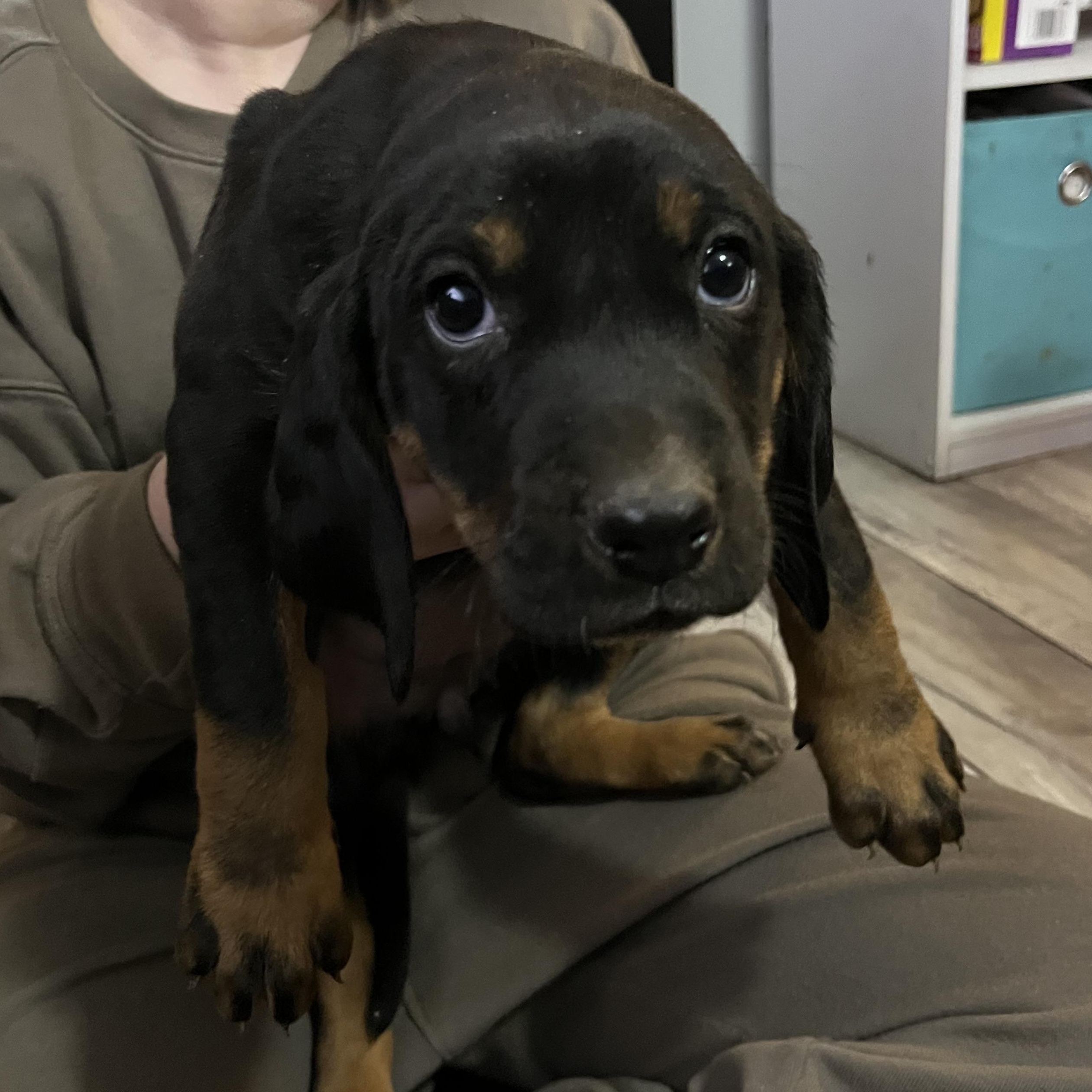 Enlarge Daisy, an adopted mixed breed in Knoxville, TN image 2/3