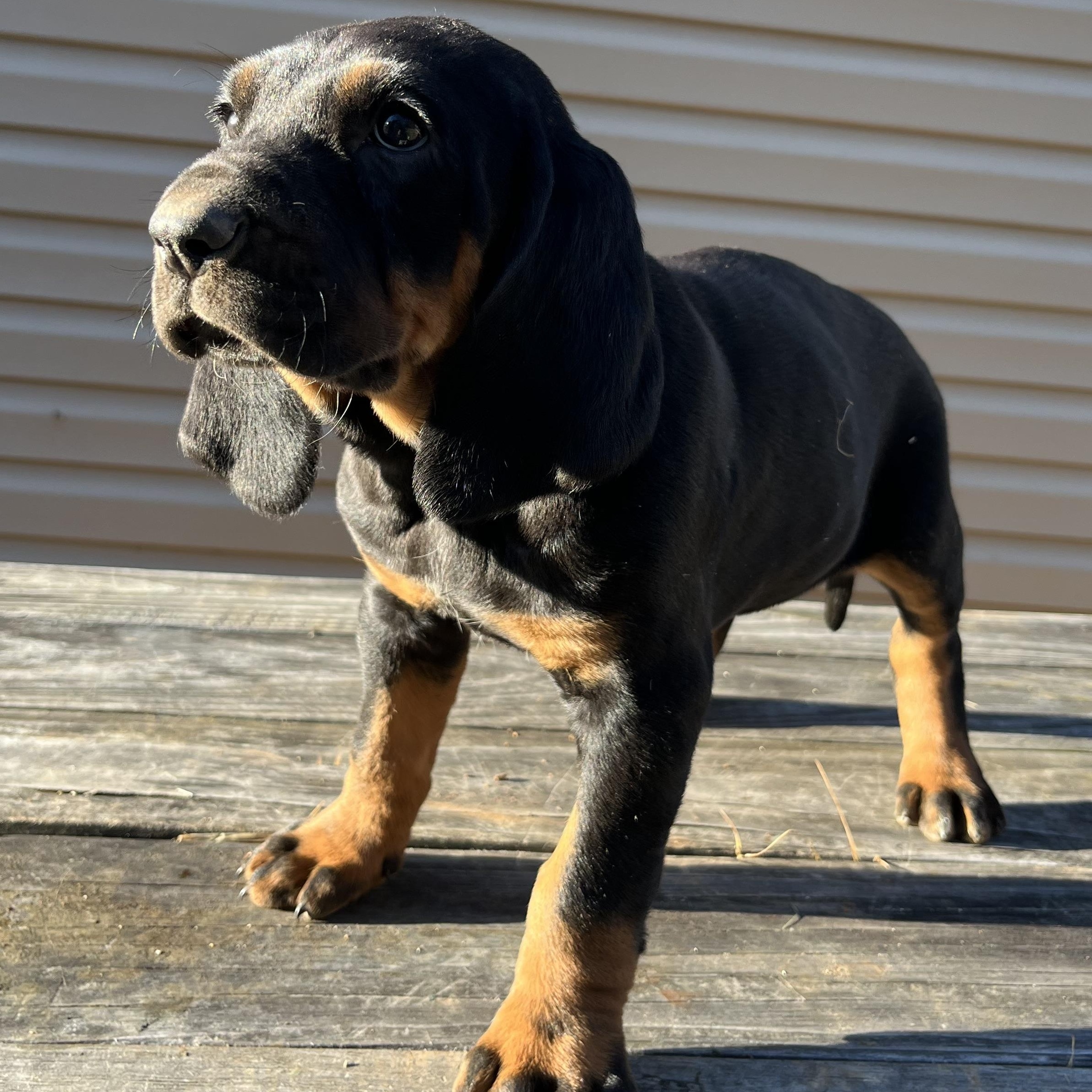 Daisy, adopted, Puppy Female Black and Tan Coonhound & Bluetick Coonhound.